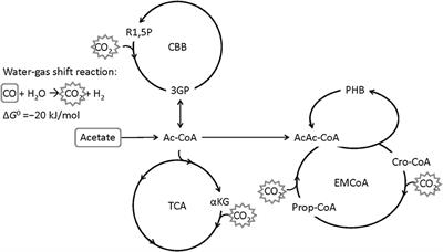 Fed-Batch Cultivations of Rhodospirillum rubrum Under Multiple Nutrient-Limited Growth Conditions on Syngas as a Novel Option to Produce Poly(3-Hydroxybutyrate) (PHB)